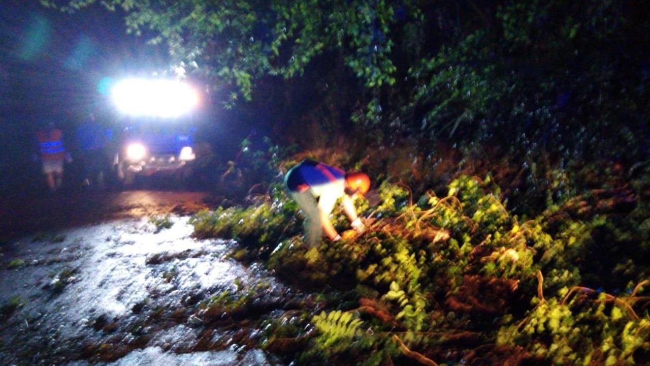 Un albero cade in strada per il forte vento