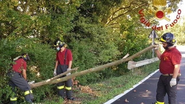 Alberi abbattuti dal forte vento in tutta la provincia