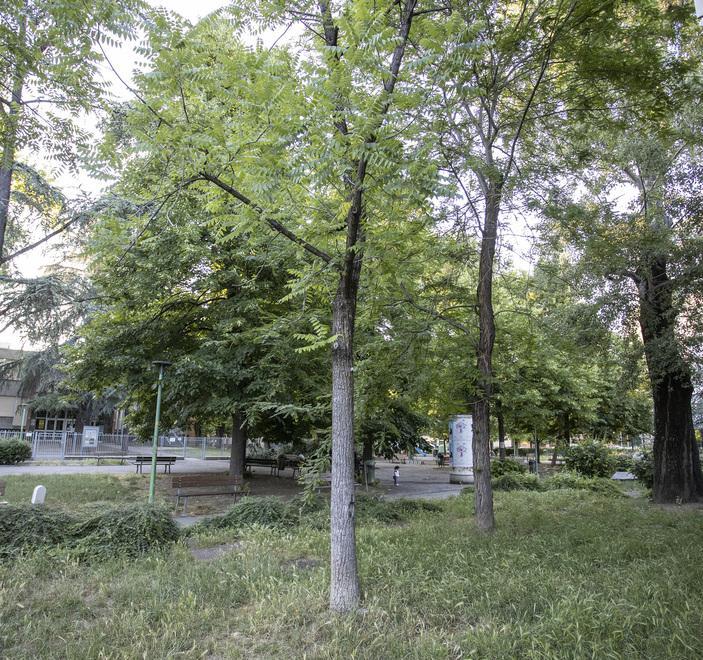 Manutenzione del verde Il Comune spende 2 milioni 
