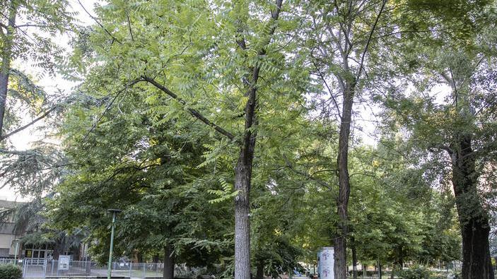Manutenzione del verde Il Comune spende 2 milioni