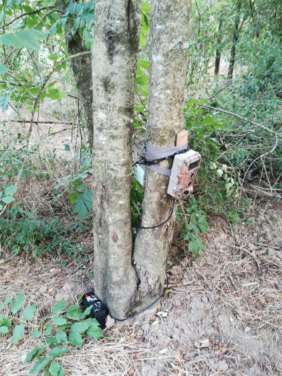 Dieci fototrappole rubate ai volontari che osservano i lupi in Val d’Enza 