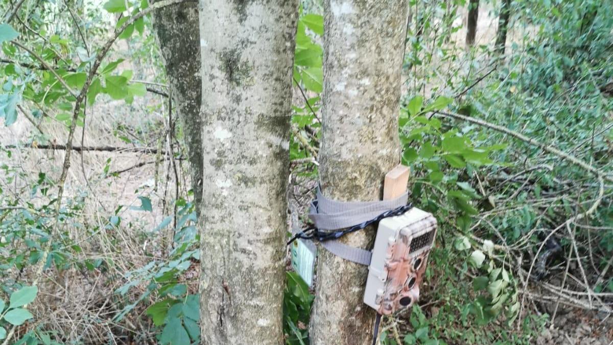Dieci fototrappole rubate ai volontari che osservano i lupi in Val d’Enza
