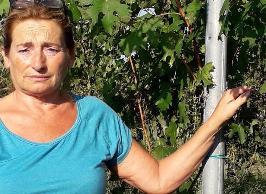 L'imprenditrice vitivinicola Marina Rinaldini mostra i grappoli senza più chicchi