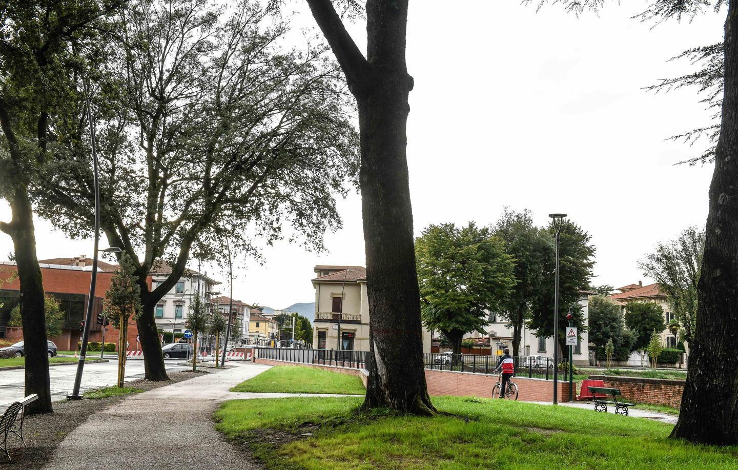 Cedro del Libano malato a Porta S.Anna: sarà abbattuto