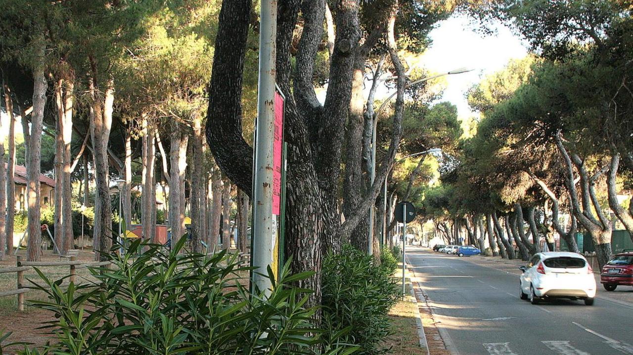 Pinete pubbliche destinate allo sport Come fare richiesta