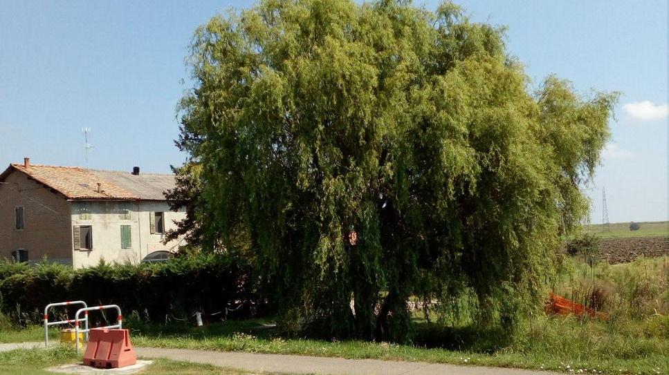 «Il Comune non faccia abbattere il salice vicino all’ex Ellebi»