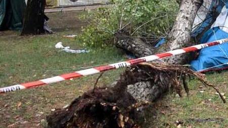 Sorelline uccise, l'ambientalista: «La pianta era marcia dentro e in condizioni di debolezza»