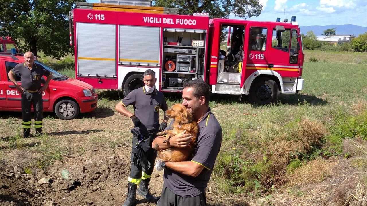 Il cane liberato dai vigili del fuoco