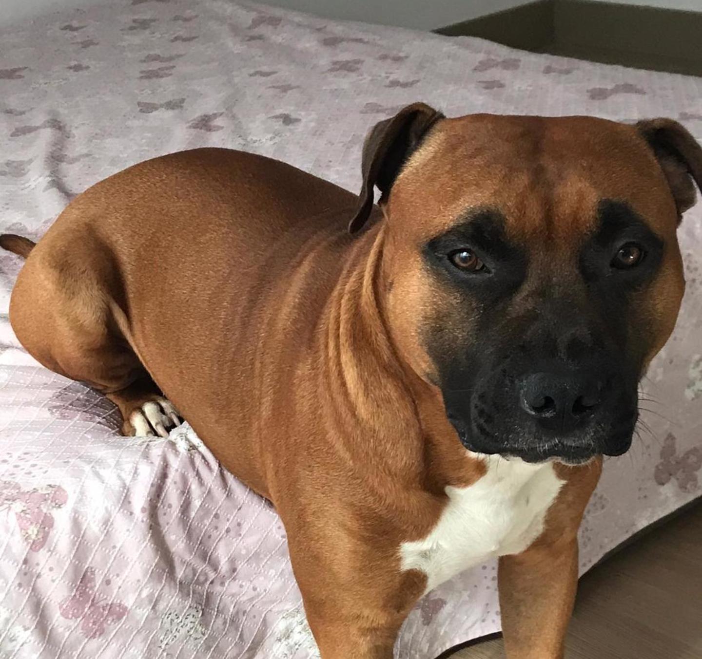 L'Amstaff che ha azzannato il cagnolino al Lillatro