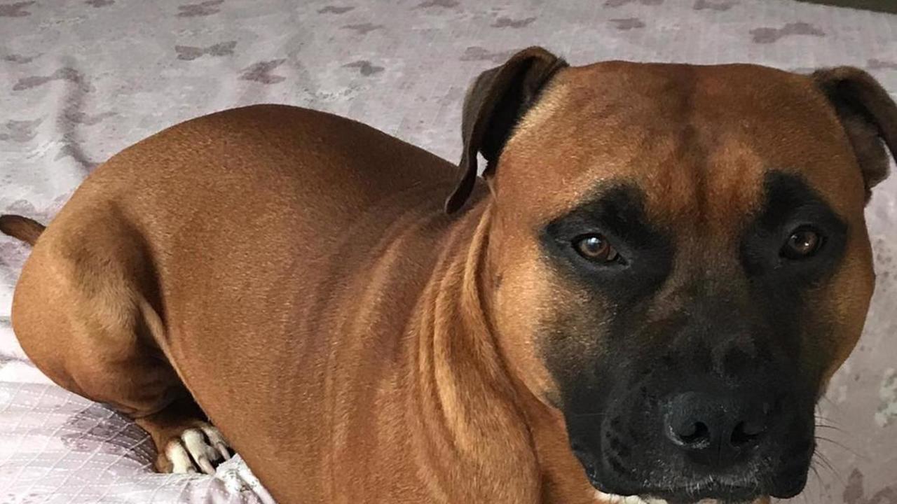 L'Amstaff che ha azzannato il cagnolino al Lillatro