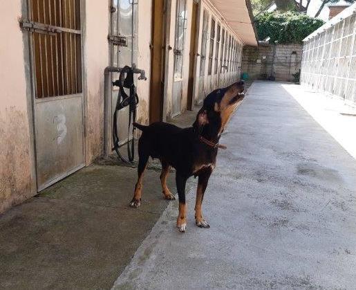 Una famiglia per Kira il cane salvato dai carabinieri forestali 