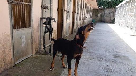 Una famiglia per Kira il cane salvato dai carabinieri forestali