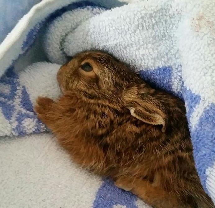 Piccoli uccelli e cuccioli Il Comune si affida al Cruma