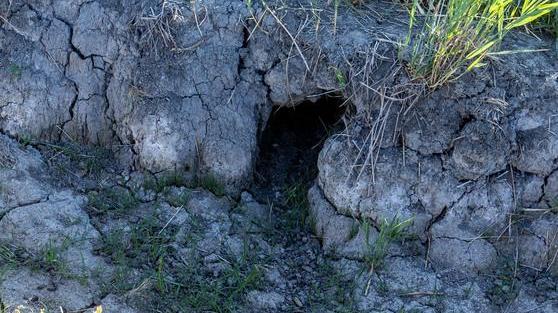 Coldiretti vuole rimedi contro le nutrie nei campi