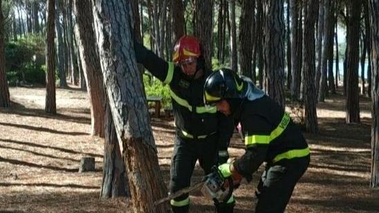 Alberi pericolanti a Caprera i vigili abbattono due grossi pini