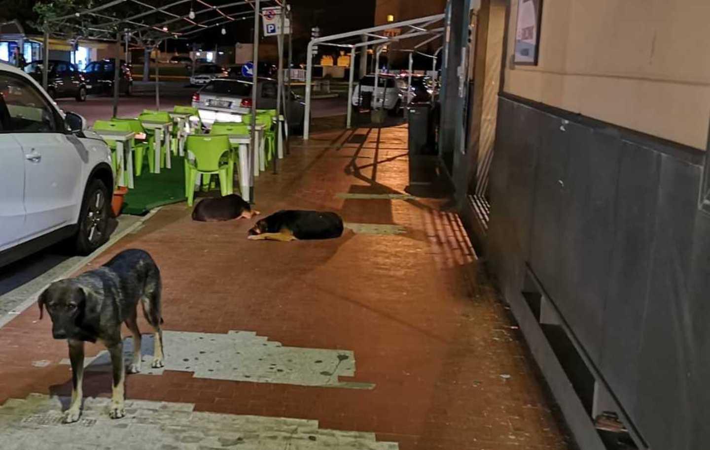 «Branchi di cani randagi fanno strage di gatti» 