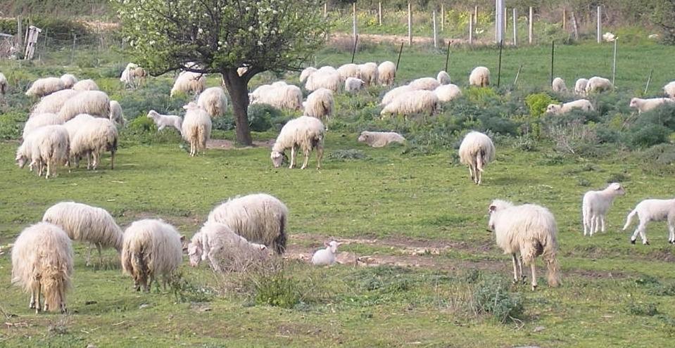 Tre casi di agalassia in due allevamenti 