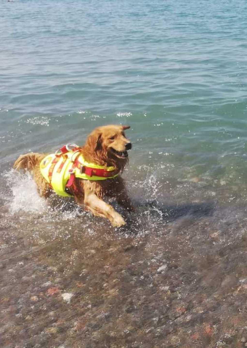 Open day alle Gorette con i cani bagnino 