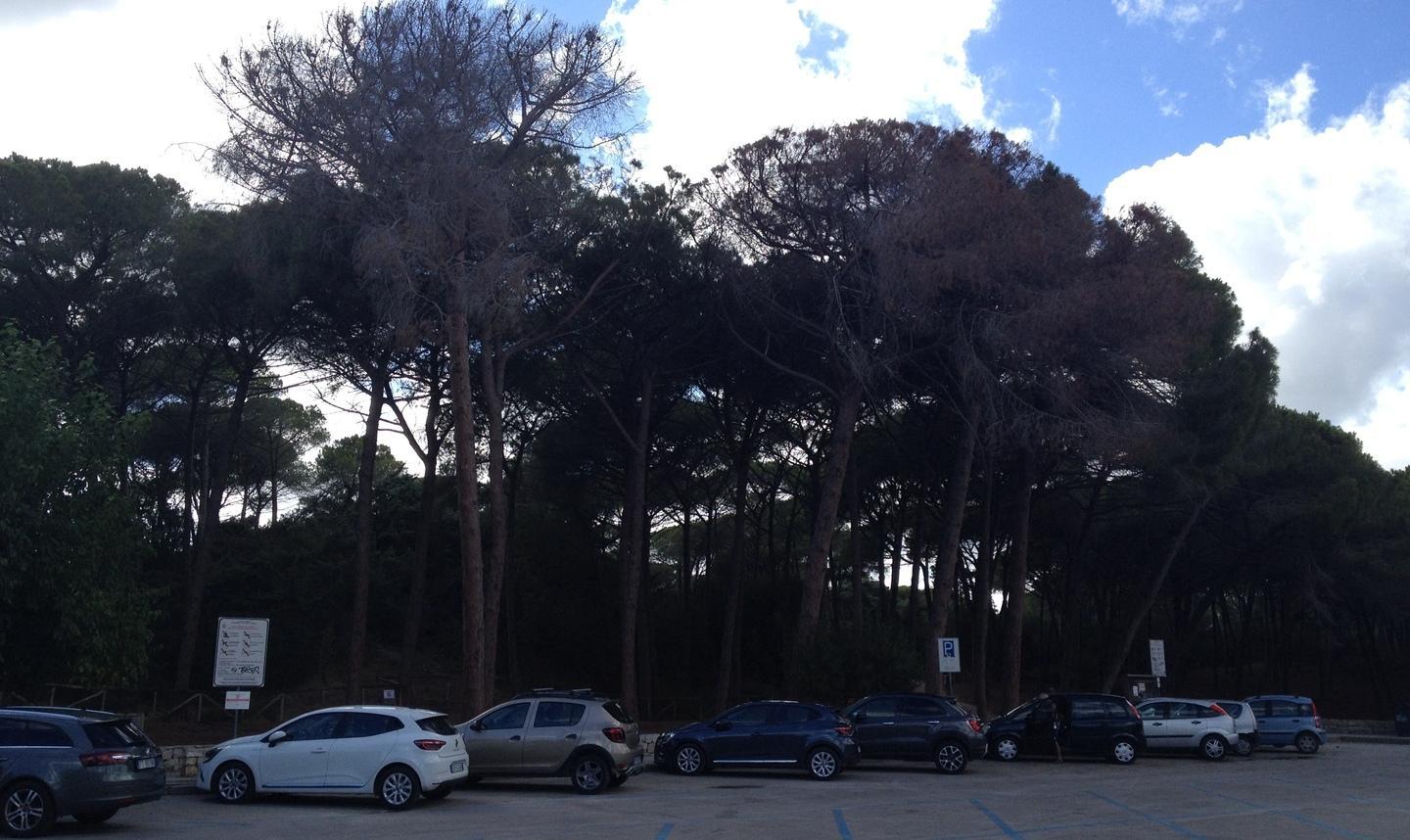 Alberi secchi e pericolanti: allarme nella pineta di Maria Pia