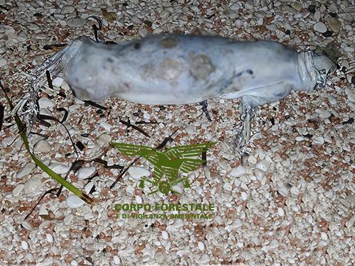 Cala Gonone, fotografati i resti di un piccolo di foca monaca