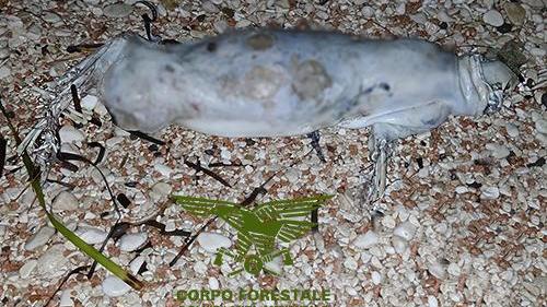 Cala Gonone, fotografati i resti di un piccolo di foca monaca