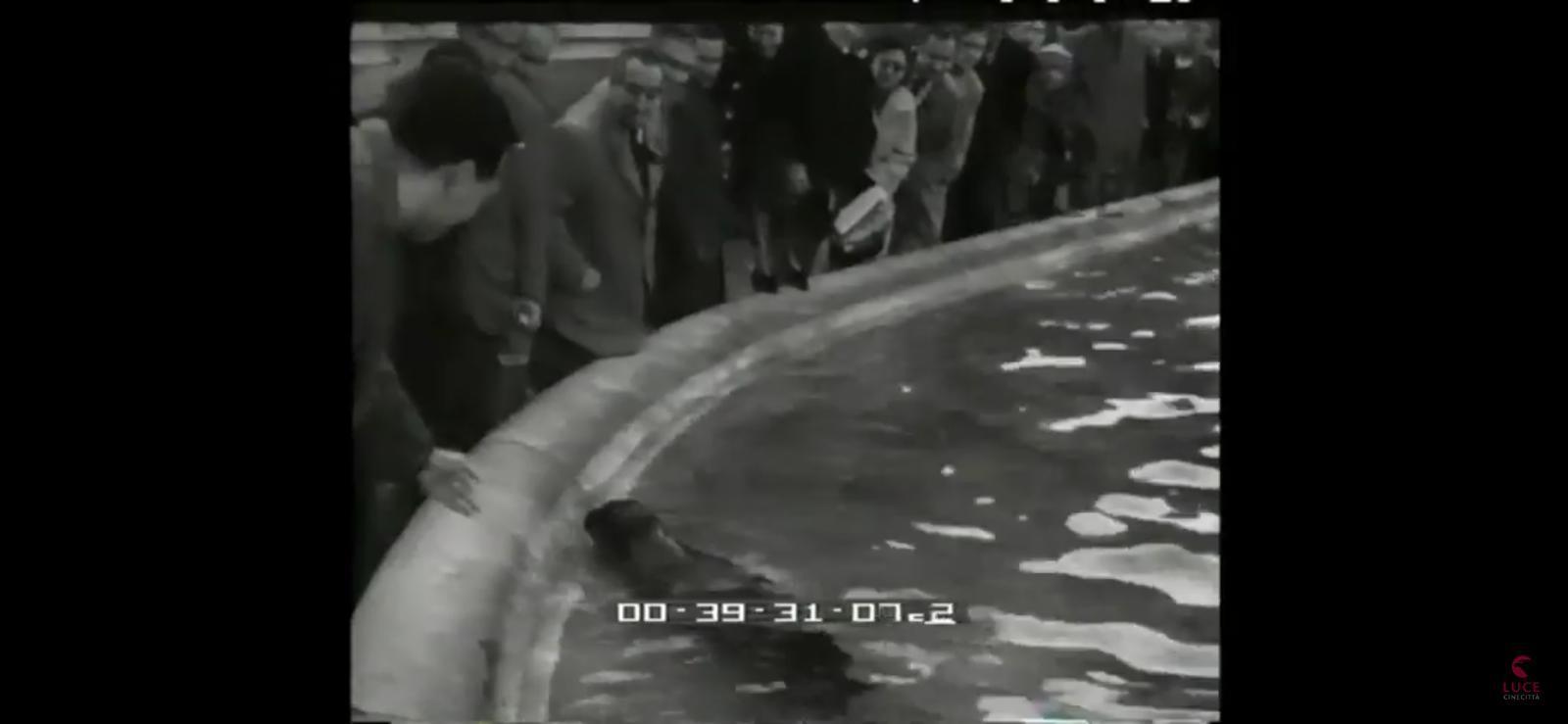 L'incredibile viaggio di una foca monaca: dalla grotta del Bue Marino alla fontana di Trevi