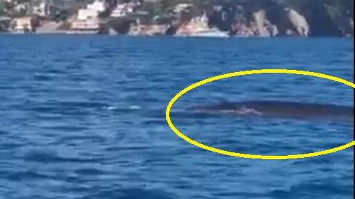 Le meravigliose evoluzioni di tre balene all’Argentario