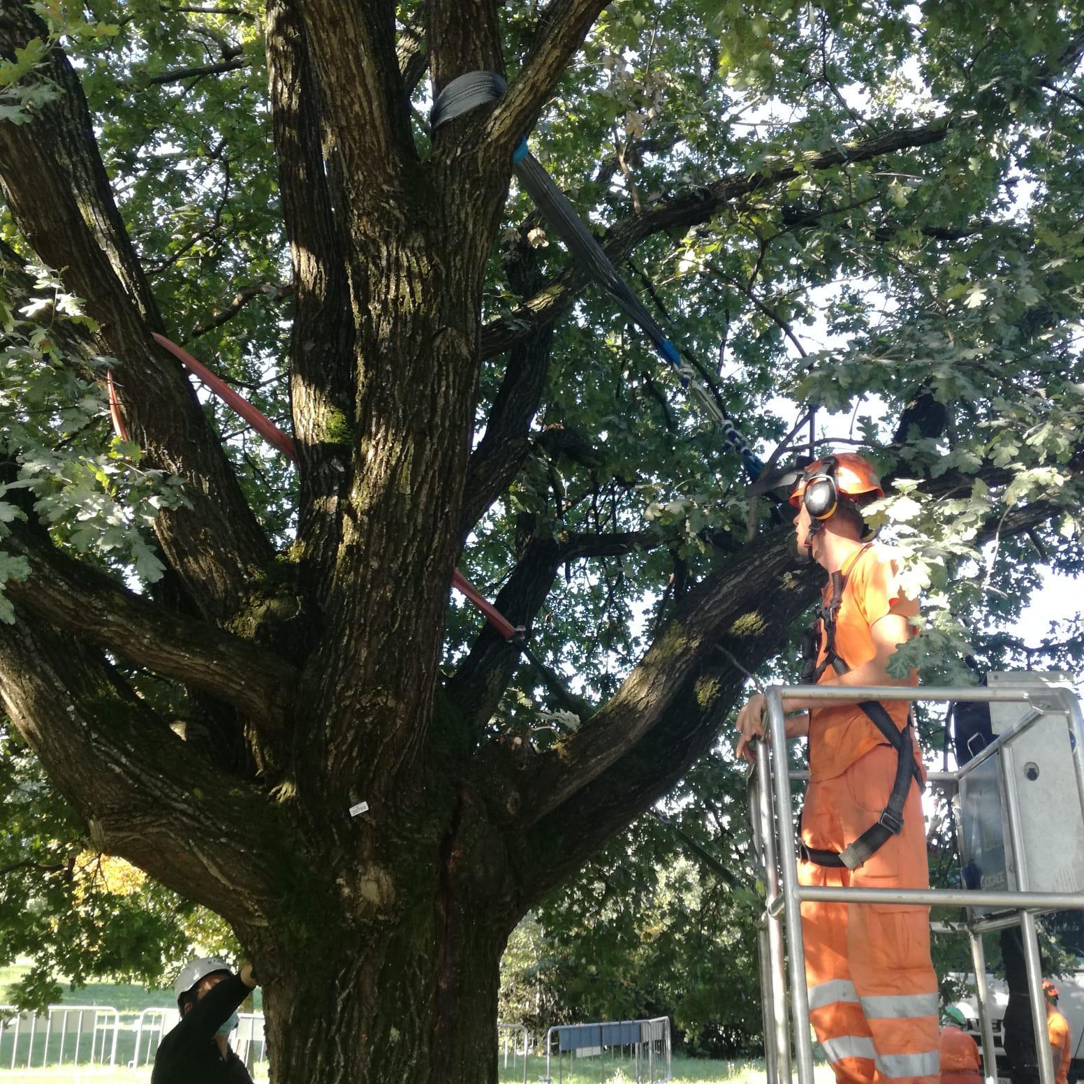 Modena, salvata la grande quercia del parco Amendola