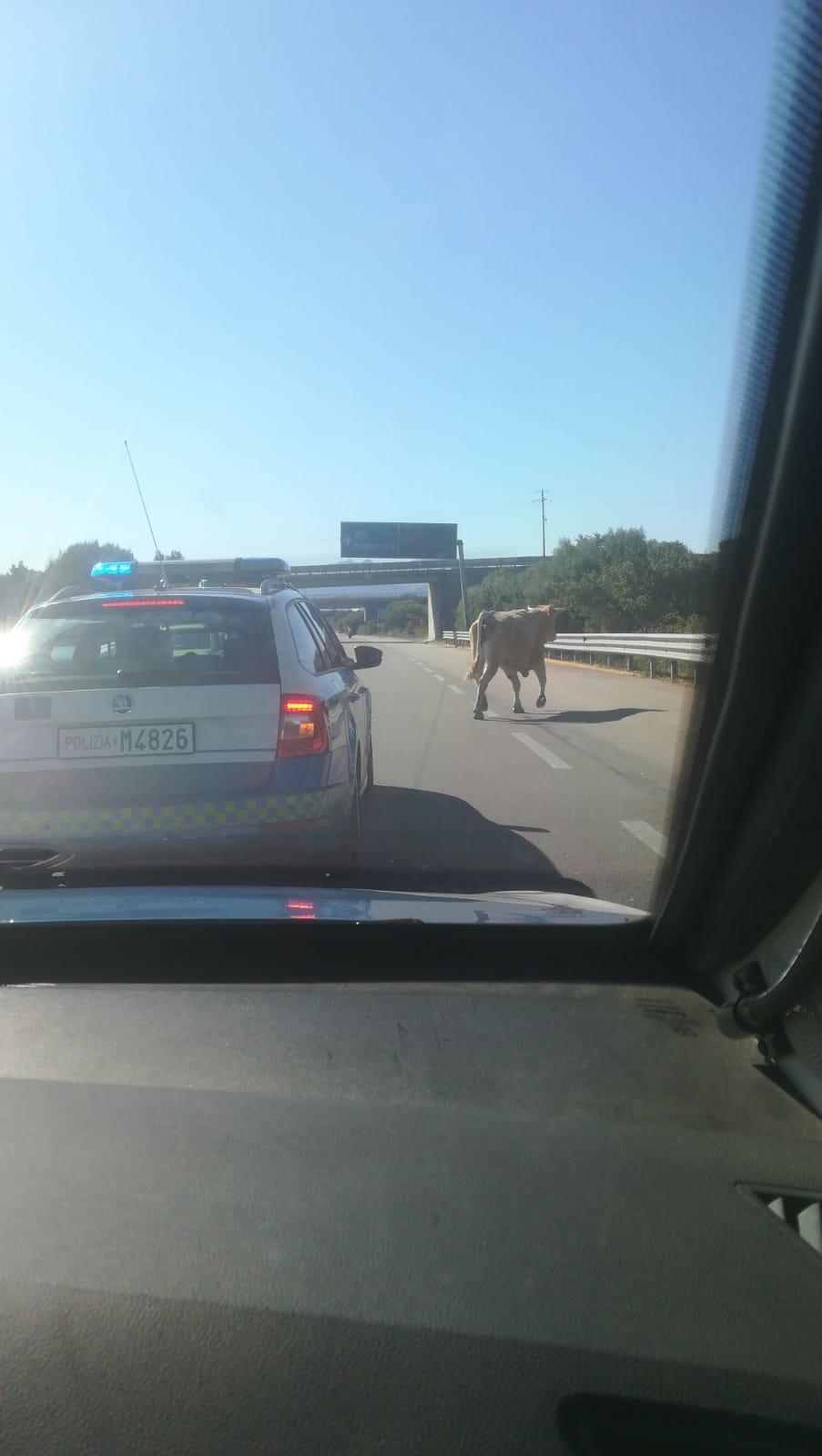Olbia, abbattuto il toro scappato da un terreno all'ingresso della città 