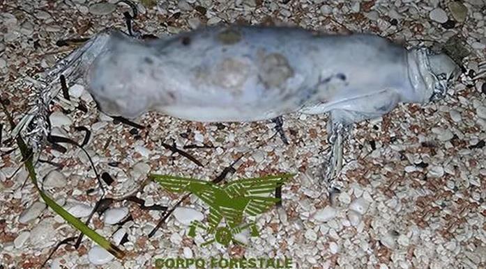 Cala Gonone, la foca monaca? La carcassa sarebbe di un animale a 4 zampe