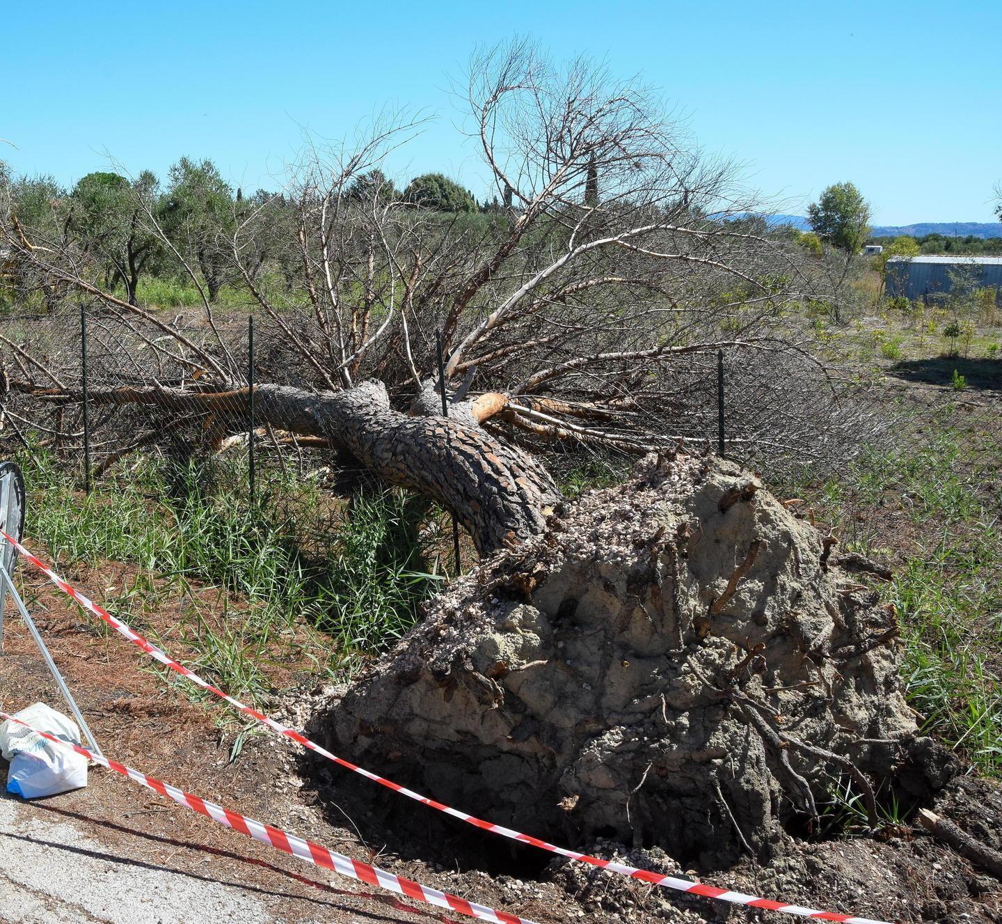 Allarme in via del Padule «Quei pini sono pericolosi»