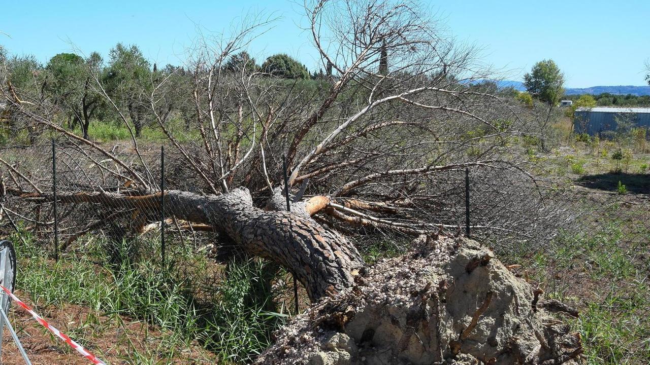 Allarme in via del Padule «Quei pini sono pericolosi»
