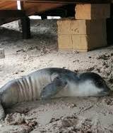 Sparita dall’isola alla fine degli anni ‘80