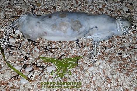 Il ritorno della foca monaca nella sua casa a Cala Gonone 