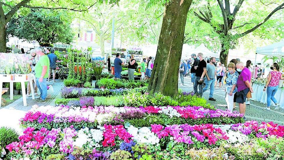 Modena in fiore Il centro storico è un bel giardino