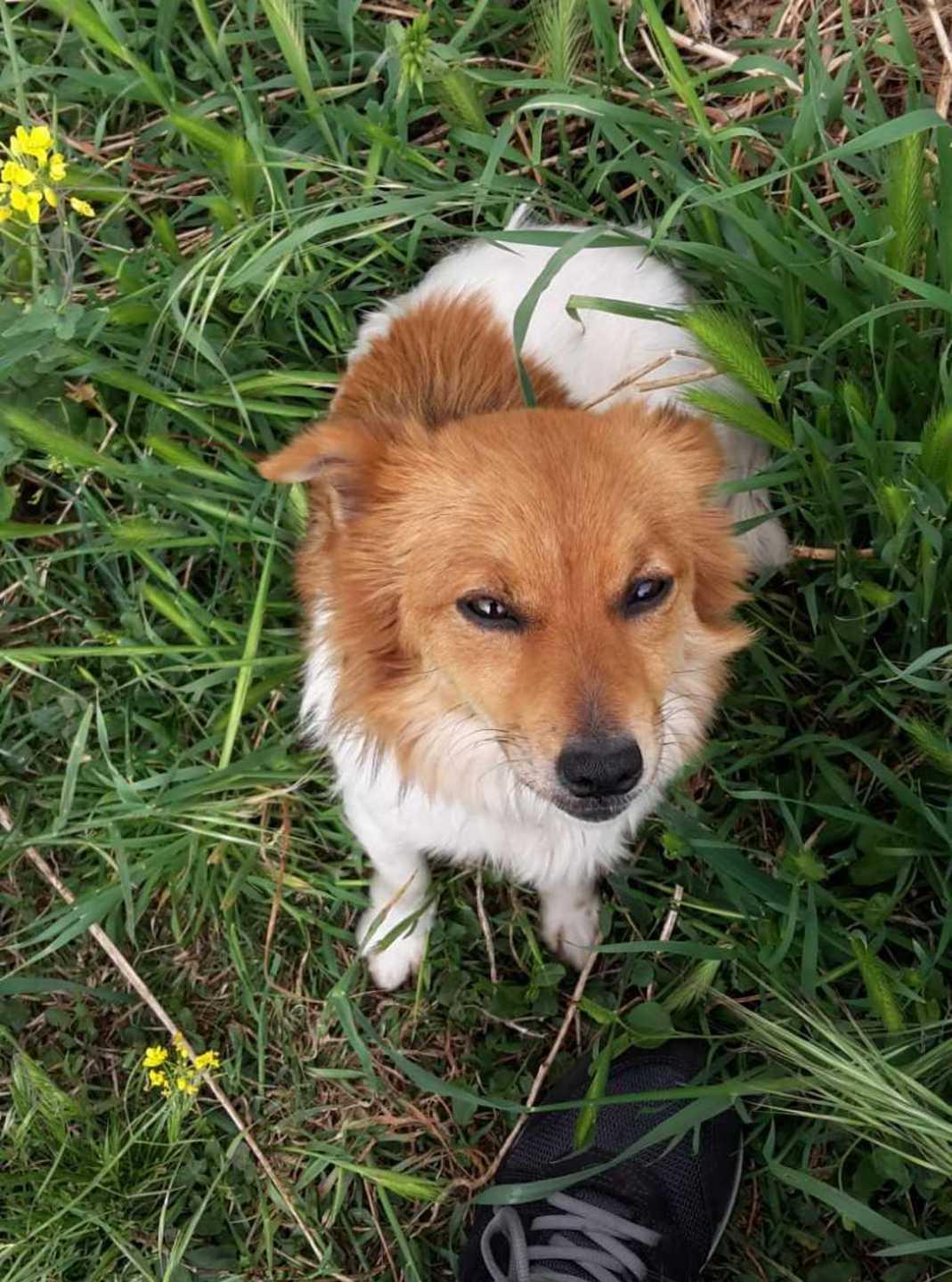 Cinque cagnolini uccisi col veleno 