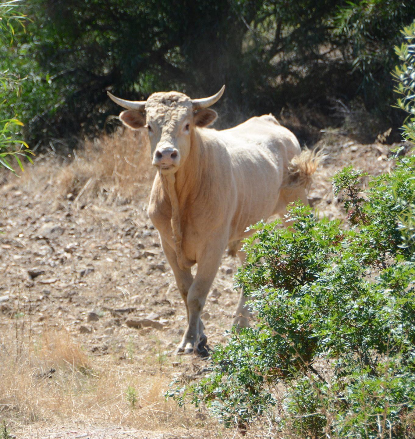 La fuga del giovane toro fermata da una fucilata 