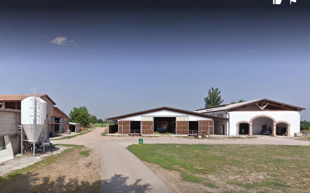L'azienda agricola di Cavriago Grana d'oro vacche rosse