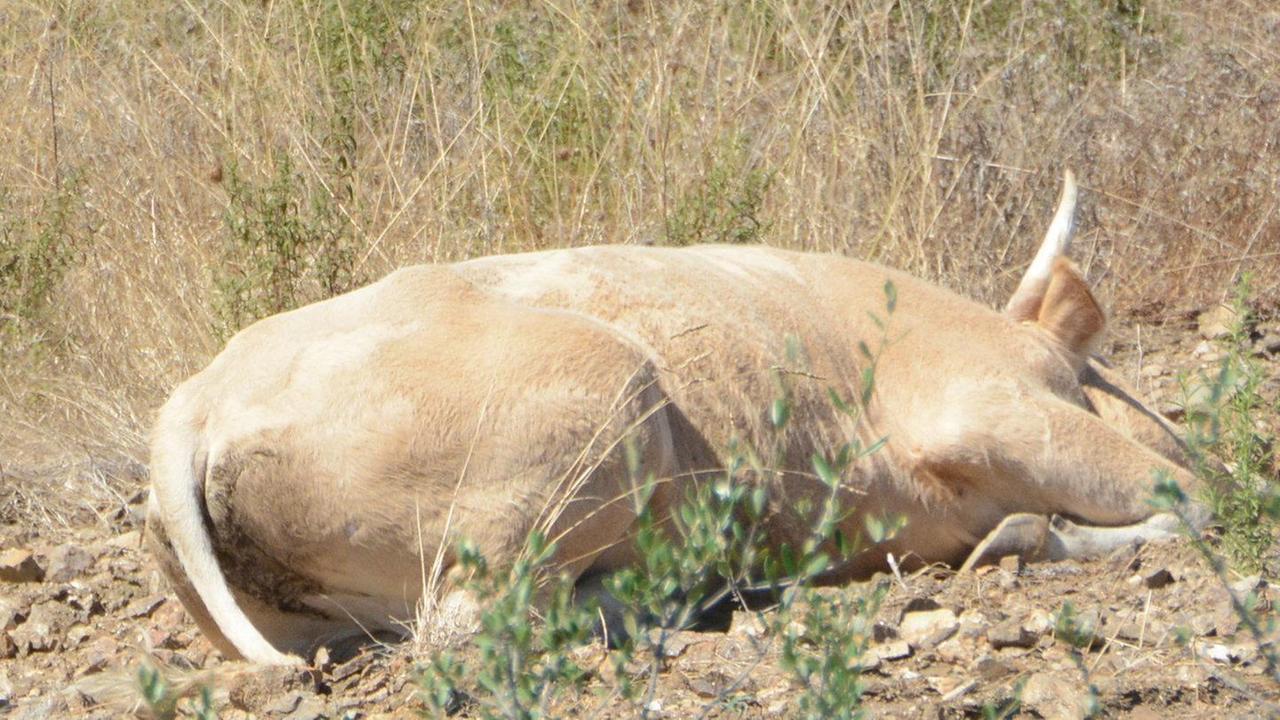 Olbia, Confagricoltura: «Il toro era solo spaventato non dovevano abbatterlo»