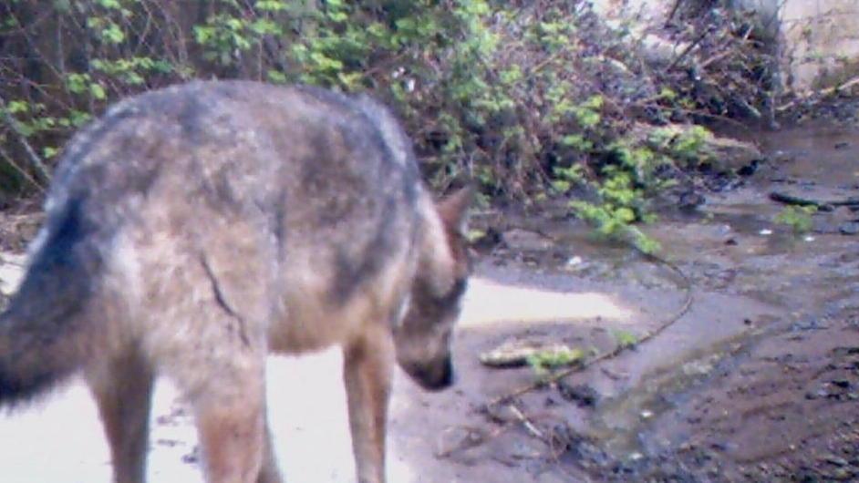 Lupi anche sul promontorio, a Baratti avvistati già in aprile