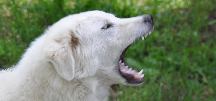 Donna azzannata da un cane alla gola, è in gravi condizioni