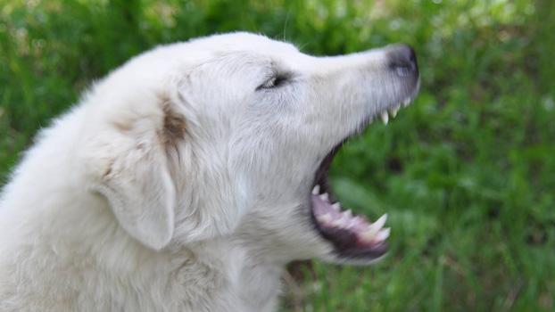 Donna azzannata da un cane alla gola, è in gravi condizioni