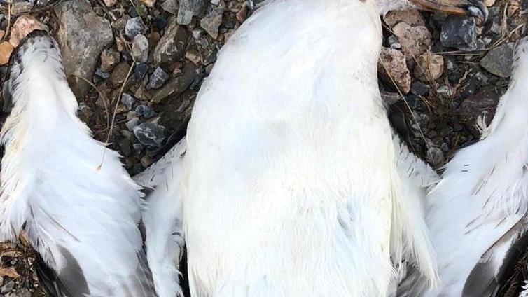 Berta maggiore uccisa da un amo e abbandonata sulla spiaggia
