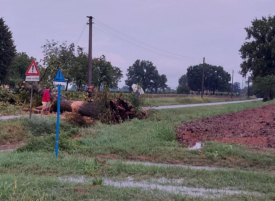 Il maltempo si abbatte su alberi e cantine Decine gli interventi