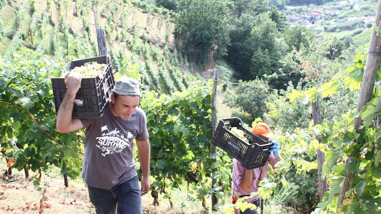 Vendemmia più forte del Covid, annata generosa e “super doc”