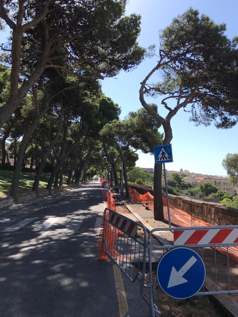Alcuni alberi sono stati già tagliati (foto mario rosas)