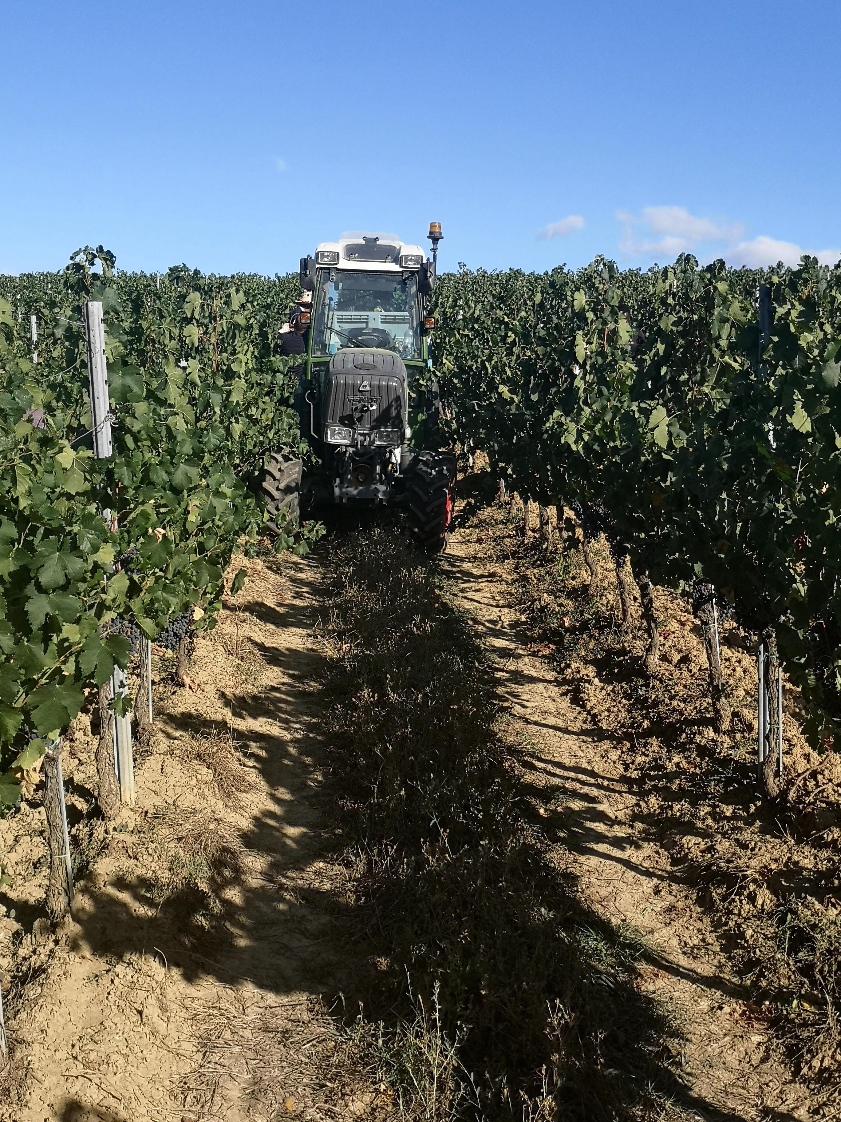 L’inizio della vendemmia 2020 è dietro l’angolo (Foto d’archivio)