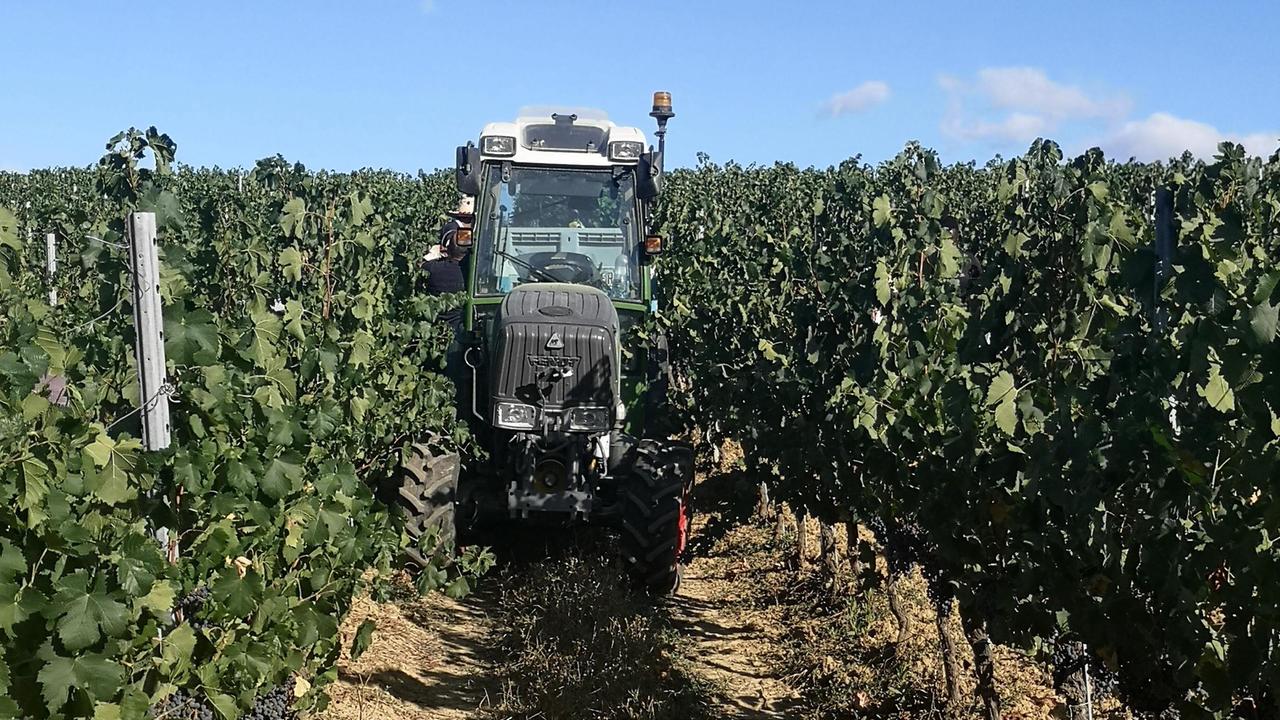 L’inizio della vendemmia 2020 è dietro l’angolo (Foto d’archivio)