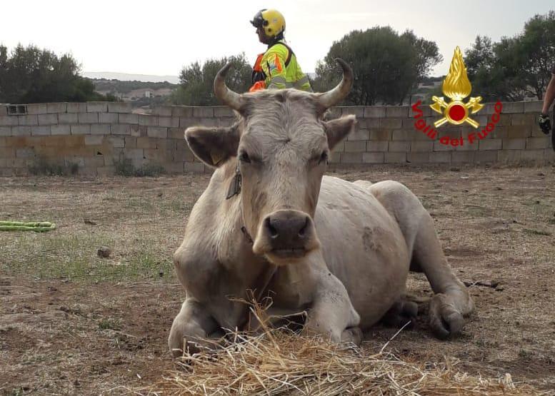 Bovino cade in un dirupo, lo recuperano i vigili del fuoco