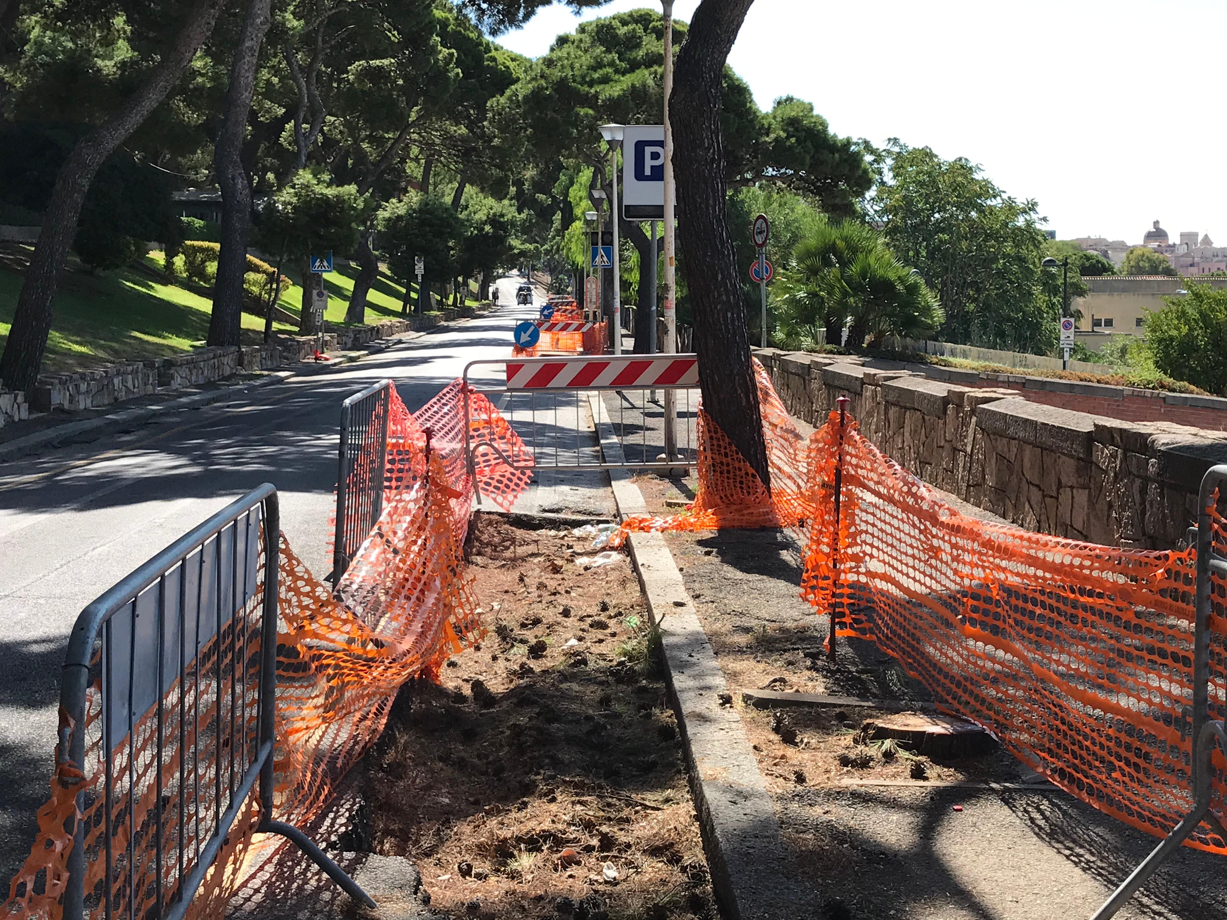 Alcuni degli alberi segati in viale Buoncammino (foto mario rosas)
